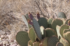 Opuntia basilaris basilaris