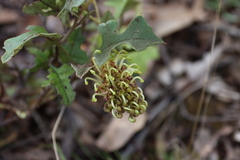 Grevillea dryophylla