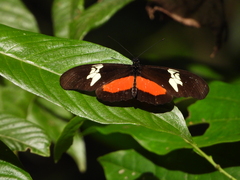 Heliconius hortense