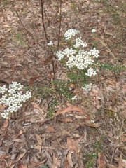 Ozothamnus diosmifolius