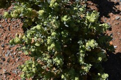 Atriplex lindleyi inflata