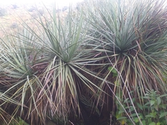 Nolineae