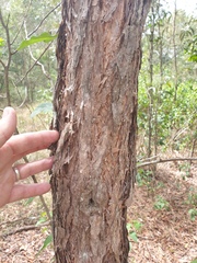 Lophostemon suaveolens