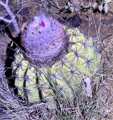 Melocactus curvispinus