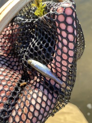 Cyprinella spiloptera