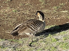 Branta sandvicensis