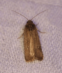 Athetis tenuis