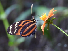 Heliconius