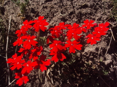 Glandularia peruviana