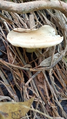 Clitocybe fragrans