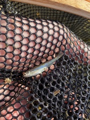 Cyprinella spiloptera