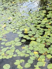 Nymphaea mexicana