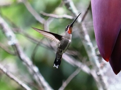 Heliomaster constantii