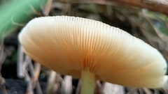 Clitocybe fragrans