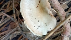 Clitocybe fragrans
