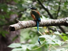 Eumomota superciliosa