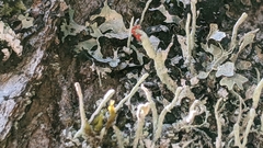 Cladonia macilenta