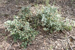 Grevillea dryophylla