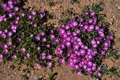 Drosanthemum hispidum