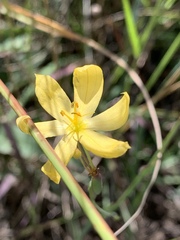 Sisyrinchium
