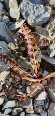 Anisotome aromatica