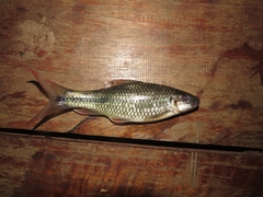 Osteochilus waandersii