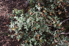 Grevillea dryophylla