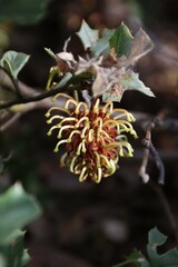 Grevillea dryophylla
