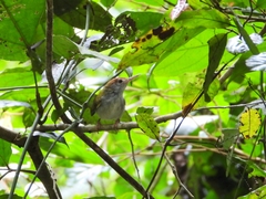 Orthotomus atrogularis