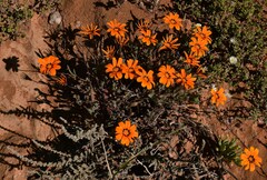 Gazania lichtensteinii