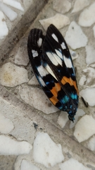 Erasmia pulchella