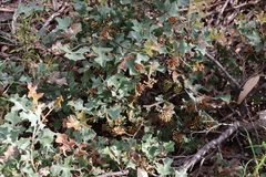 Grevillea dryophylla