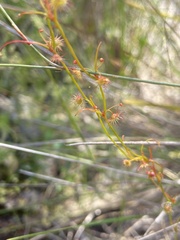 Drosera drummondii