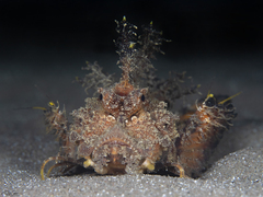 Inimicus filamentosus