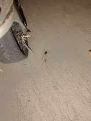 Latrodectus hesperus