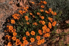 Gazania lichtensteinii