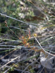 Drosera drummondii