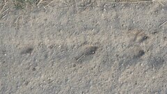Leporidae
