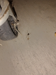 Latrodectus hesperus