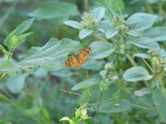 Phyciodes graphica graphica