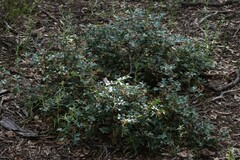 Grevillea dryophylla