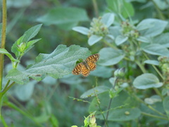 Phyciodes graphica graphica