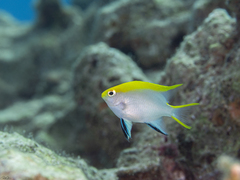 Neoglyphidodon melas