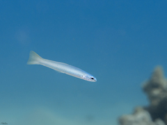 Ptereleotris microlepis