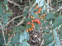 Magnoliopsida