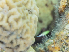 Gomphosus klunzingeri