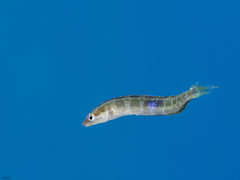 Aspidontus dussumieri