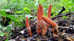Balanophora laxiflora