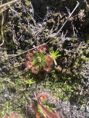 Drosera pulchella