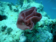 Hexabranchus sanguineus